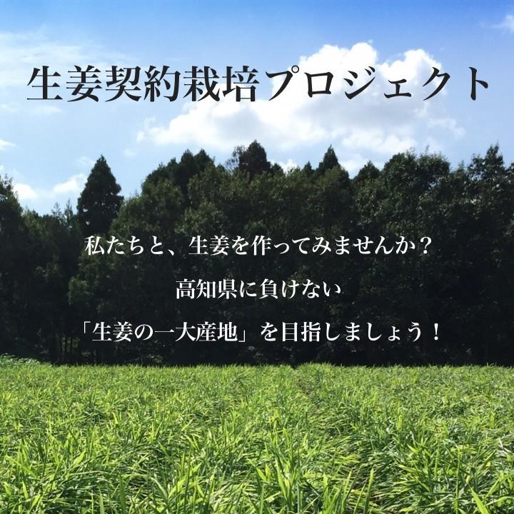 種生姜 タイ産完熟種生姜 (近江生姜白)10kg : 生姜工房 - 通販 種生姜 タイ産完熟種生姜 (近江生姜白)10kg : 生姜工房 - 通販