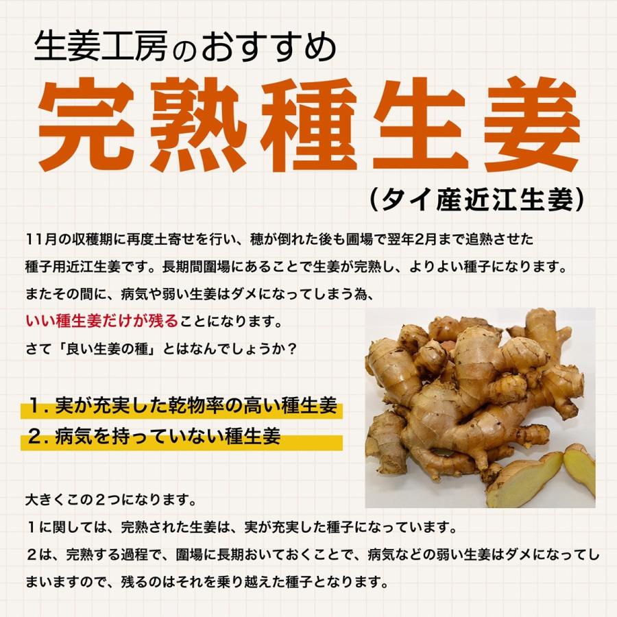 種生姜 タイ産完熟種生姜 (近江生姜白)10kg : 生姜工房 - 通販 種生姜 タイ産完熟種生姜 (近江生姜白)10kg : 生姜工房 - 通販