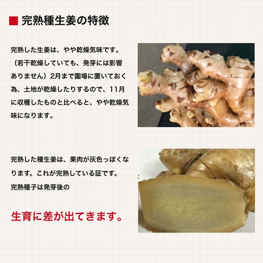 種生姜 タイ産完熟種生姜 (近江生姜白)10kg : 生姜工房 - 通販 種生姜 タイ産完熟種生姜 (近江生姜白)10kg : 生姜工房 - 通販