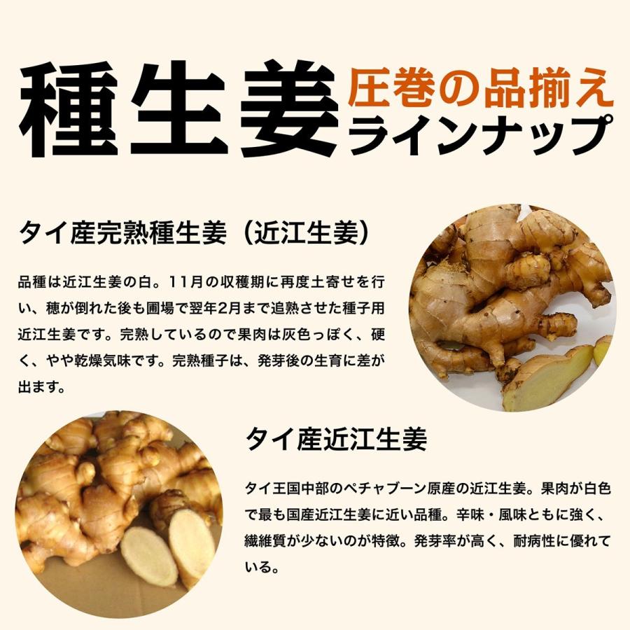 タイ産近江生姜（白）5kg※種生姜としてもご利用いただけます : 生姜