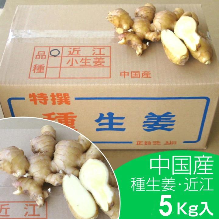 種生姜 中国産近江生姜（黄）5kg（Yahoo!・生姜工房）