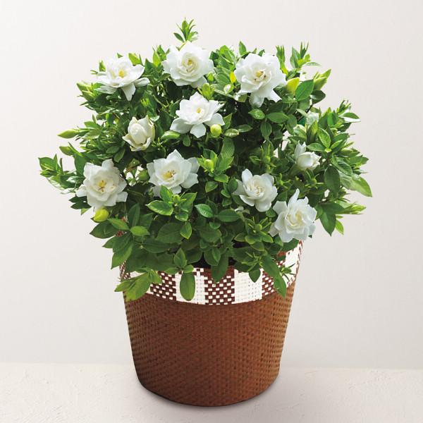 父の日ギフト ガーデニア（クチナシ）鉢植え 5号｜白い八重咲き・甘い