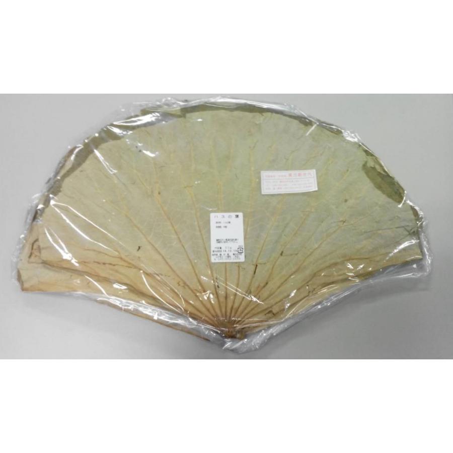 横浜中華街 蓮の葉（ハスの葉）約50g、約3〜4枚入り（長：約50cm