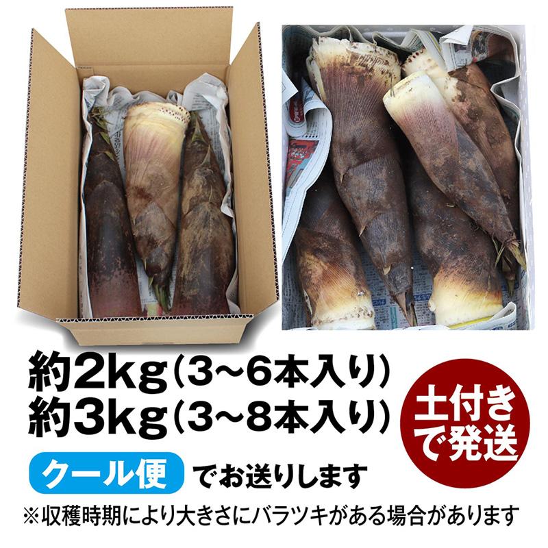 山形県庄内地方の春の名物「湯田川孟宗（たけのこ）朝掘り」約３kg クール便｜shounai-iimonoya｜06