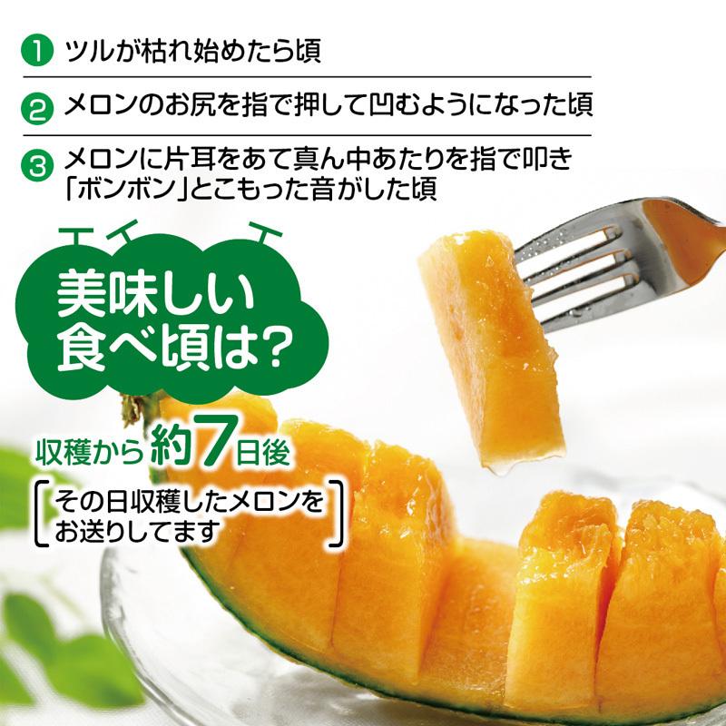 庄内砂丘メロン アンデス（赤肉）大玉2玉で3.6kg以上 つる付 化粧箱