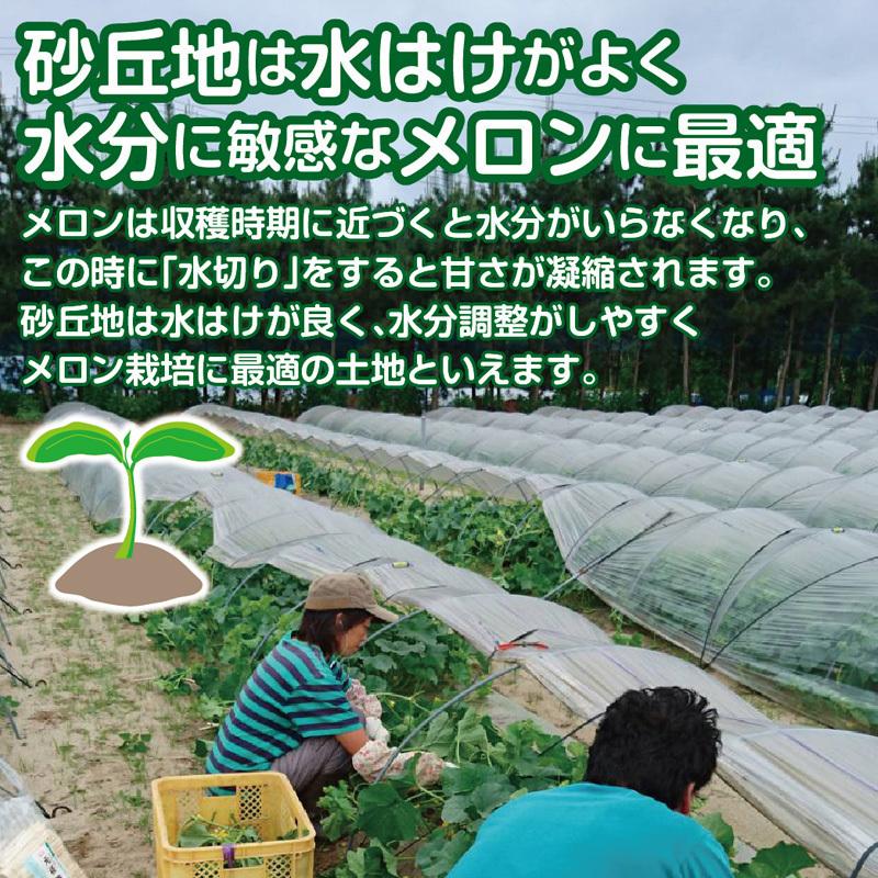 庄内砂丘メロン ワケあり品3〜4個入 送料無料（青のみ、たまに赤が入ります）美味しさは変わりません ご自宅用にどうぞ｜shounai-iimonoya｜06