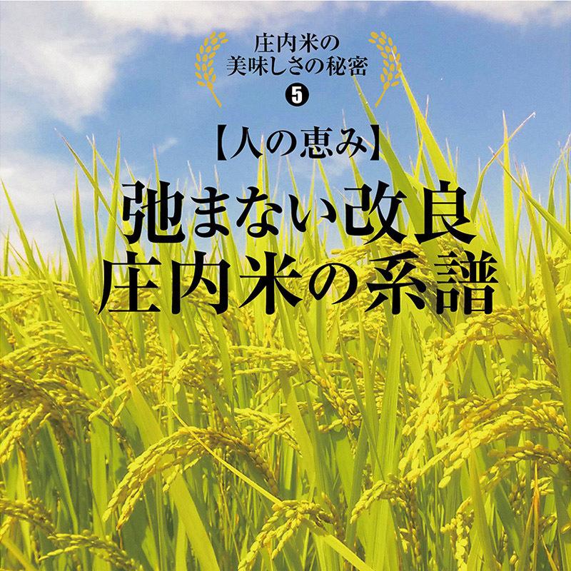 令和５年産 つや姫２kg 山形県の米どころ庄内平野で育った庄内米 送料無料｜shounai-iimonoya｜12