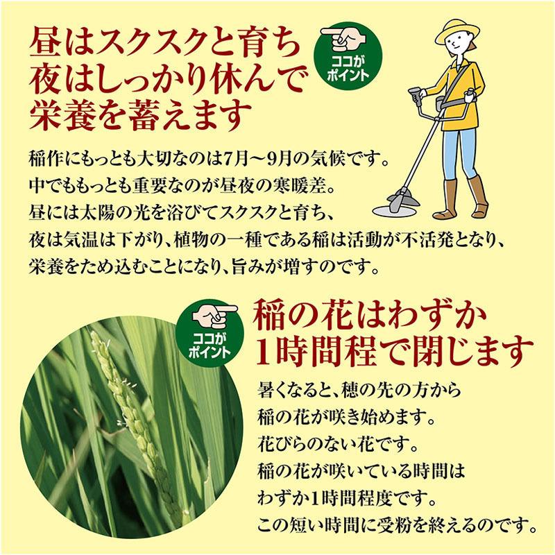 はえぬき 令和7年産 はえぬき15kg （5kg×3袋）山形県の米どころ