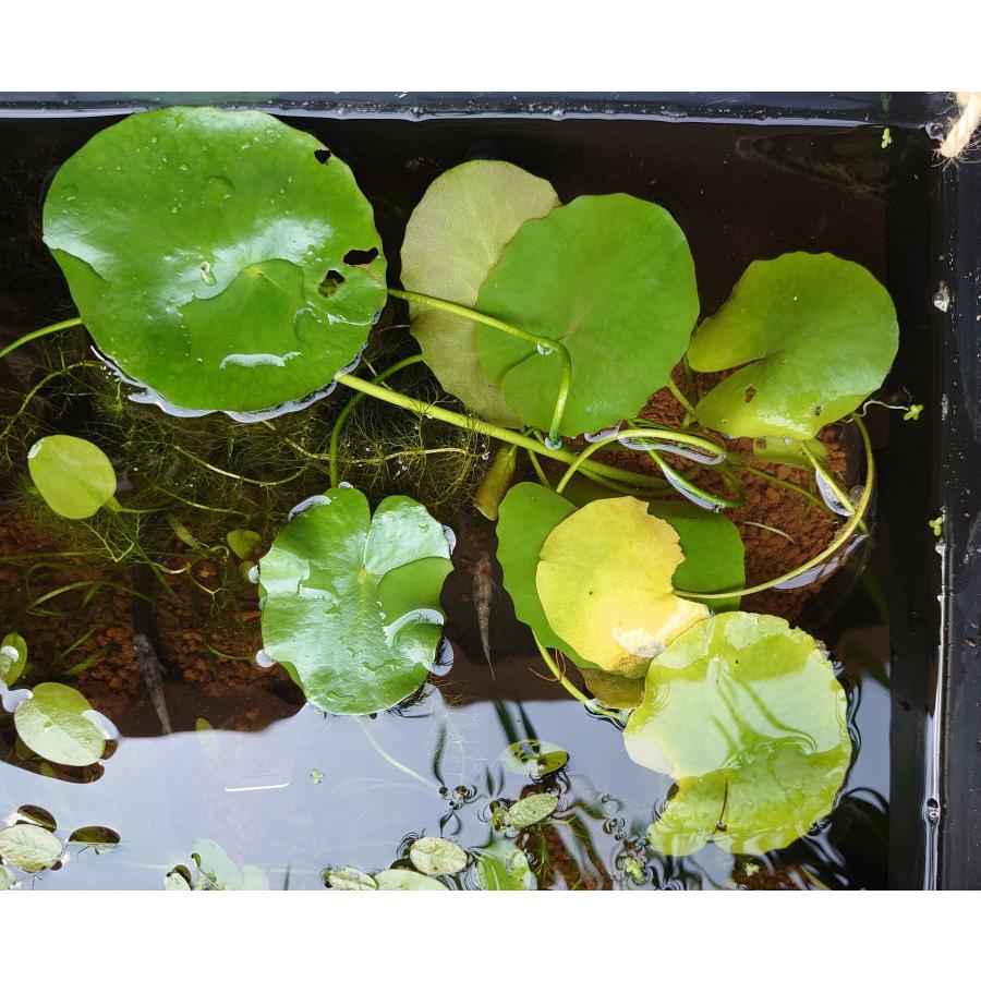 【送料出品者負担】アサザ 3株 屋内栽培 日本の希少水生植物 日本の希少水草 浮葉植物 アクアリウム 池 ビオトープにお勧め : 湘南 ...