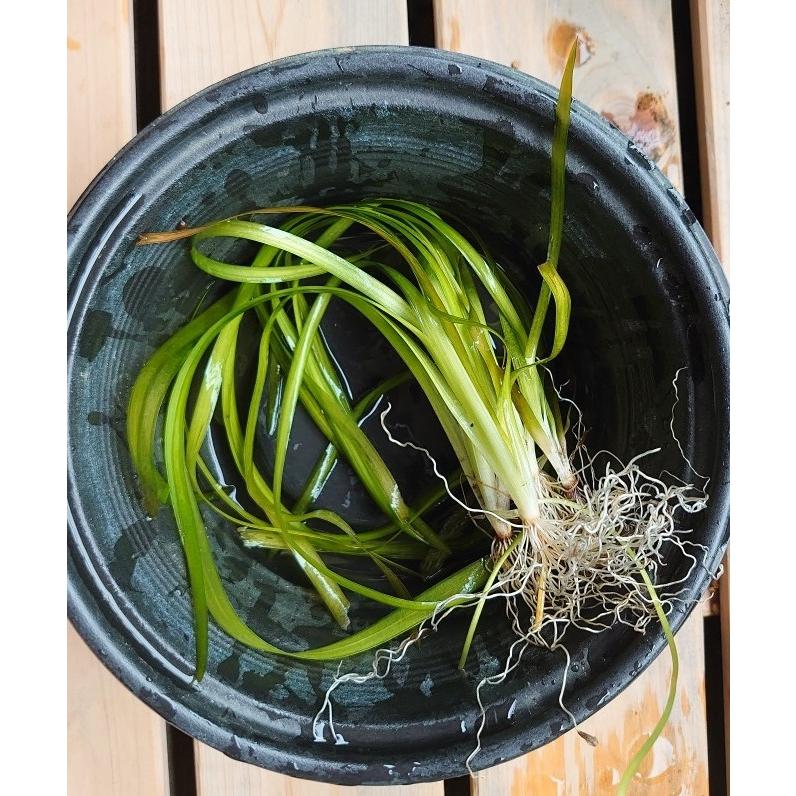 【送料出品者負担】ヒラモ　5株　屋内水槽栽培　日本の希少水生植物 : 湘南AquaGarden - 通販 - Yahoo!ショッピング 出品者負担ヒラモ 5株 屋内水槽栽培 日本の水生植物