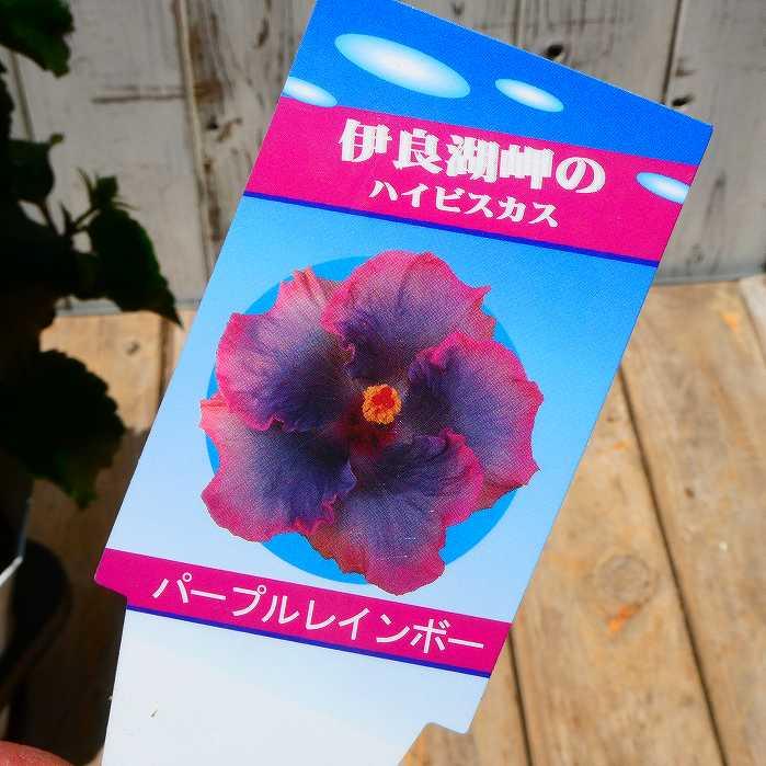 ハイビスカス パープルレインボー 5号鉢 青花 夏の花 苗 鉢花 240611