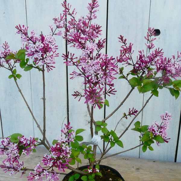 苗木 姫ライラック パリビン 3 5号 リラ 香りの花 庭木 矮性種 0416 お花処 昌山園 通販 Yahoo ショッピング