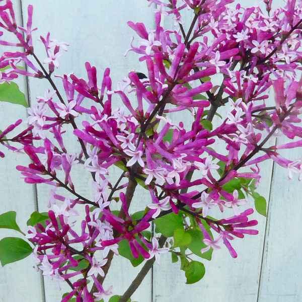 苗木 姫ライラック パリビン 3 5号 リラ 香りの花 庭木 矮性種 0416 お花処 昌山園 通販 Yahoo ショッピング