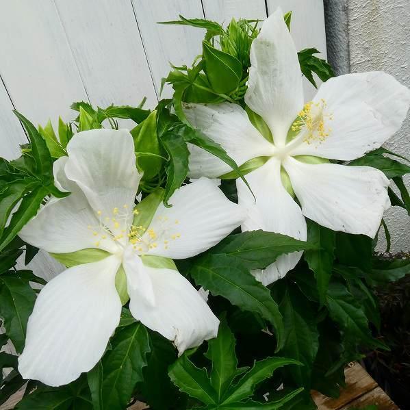 花苗 モミジアオイ 白花 5号 メイルオーダー 耐寒性宿根草 0810 紅葉葵