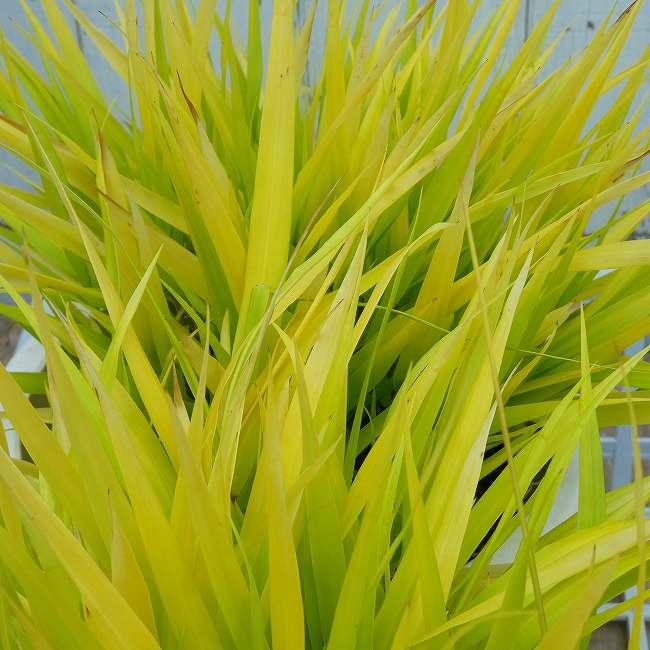 黄金風知草 5号 フウチソウ 山野草 宿根草 草物盆栽 丈夫 260430