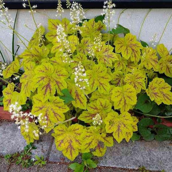 ヒューケラ 苗 エレクトラ 3.5号 ツボサンゴ 日陰向き 山野草 宿根草