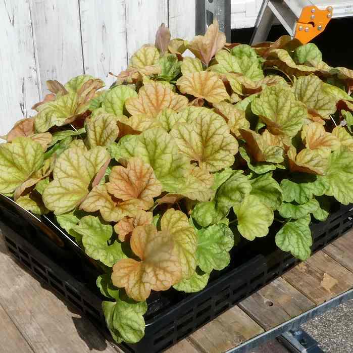 草花 鉄花器「シン90」 草月流創流90周年を記念した鉄花器！ 絶賛発売中です