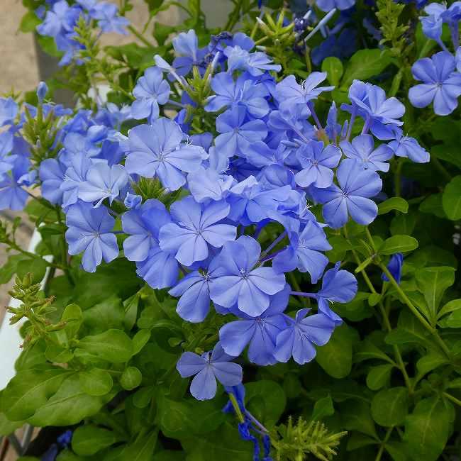 ルリマツリ 苗 青花 3.5号 暑さに強い プルンバーゴ 260812 : お花処