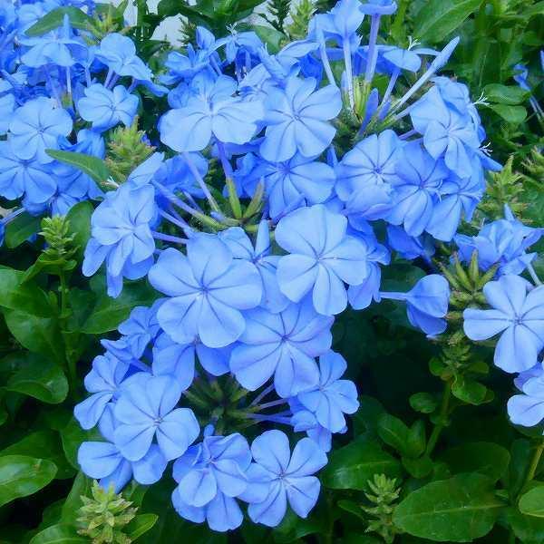 ルリマツリ 苗 青花 3.5号 暑さに強い プルンバーゴ 250729 : お花処