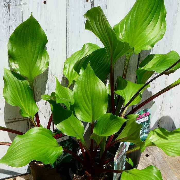 ギボウシ 苗 ステファンキング 青葉 赤軸 3.5号 ホスタ 山野草