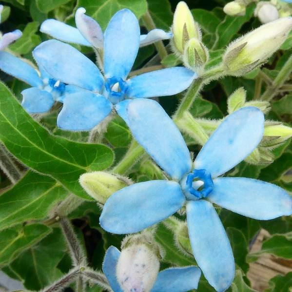 ブルースター 苗 オキシペタラム 3.5号 花苗 花壇苗 青花 夏の花