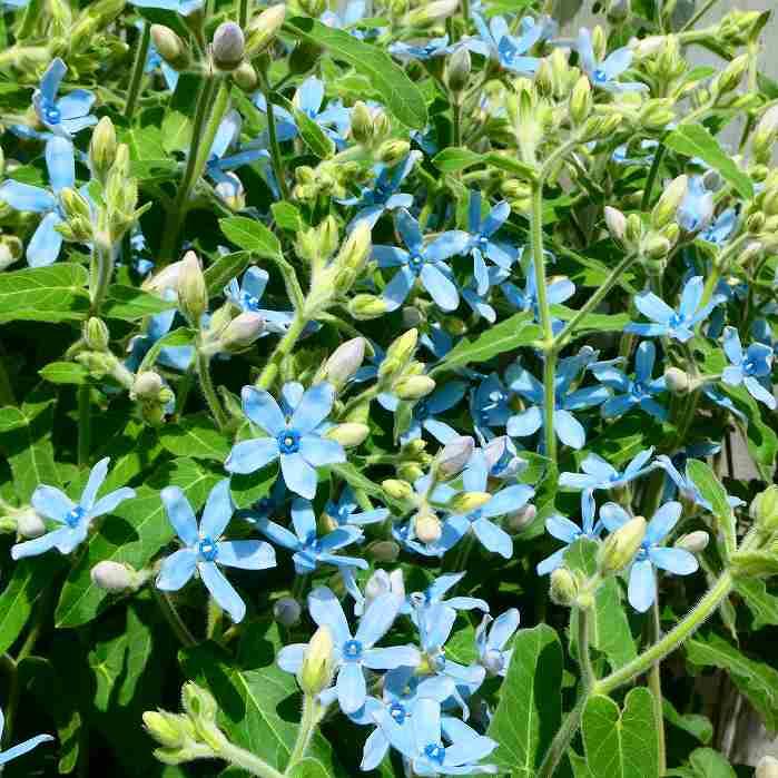 ブルースター 苗 オキシペタラム 3.5号 花苗 花壇苗 青花 夏の花