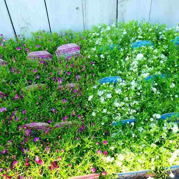 花苗 かすみ草 ジプシー ディープローズ ピンク花 3 5号 苗 カスミソウ カスミ草 0608 お花処 昌山園 通販 Yahoo ショッピング