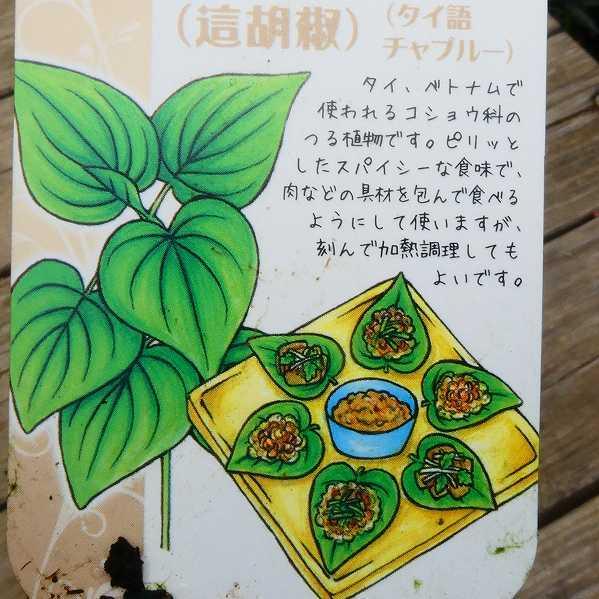 チャプルー ハイゴショウ 這胡椒 苗 4号ポット ハーブ コショウ風味の