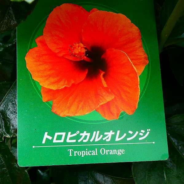 ハイビスカス トロピカルオレンジ 5号 鉢植え 苗 熱帯花木 夏の花 2714 お花処 昌山園 通販 Yahoo ショッピング