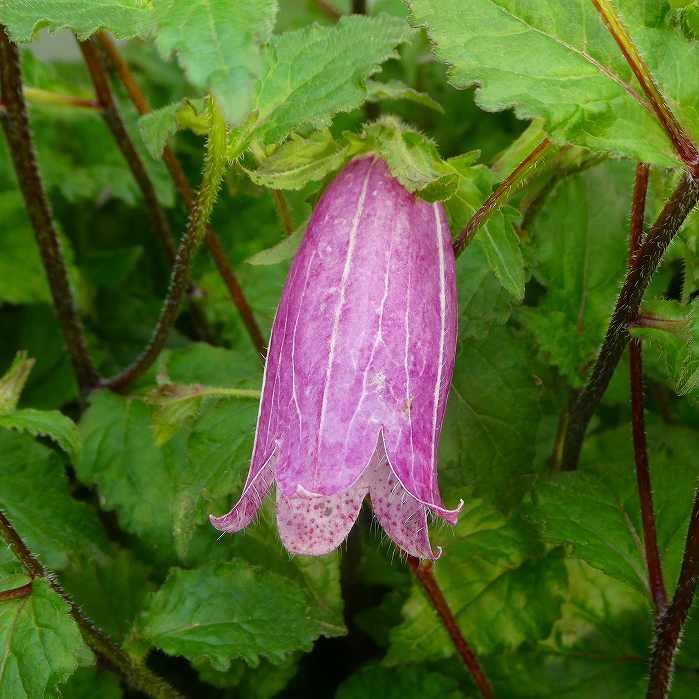 ホタルブクロ 苗 蛍袋 ピンク 淡ピンク 2 5号 宿根草 山野草 2624 お花処 昌山園 通販 Yahoo ショッピング