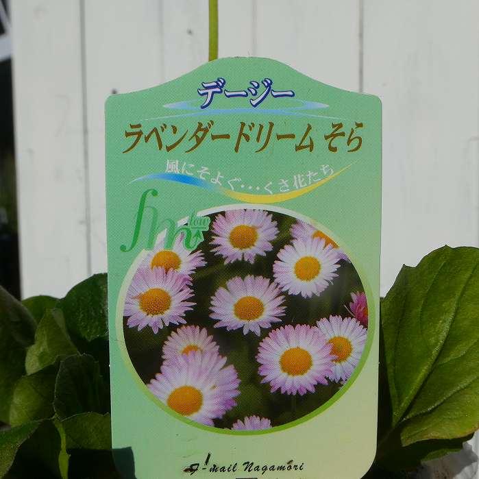 デージー 苗 ラベンダードリーム そら 青花 3.5号 260313 : お花処 昌