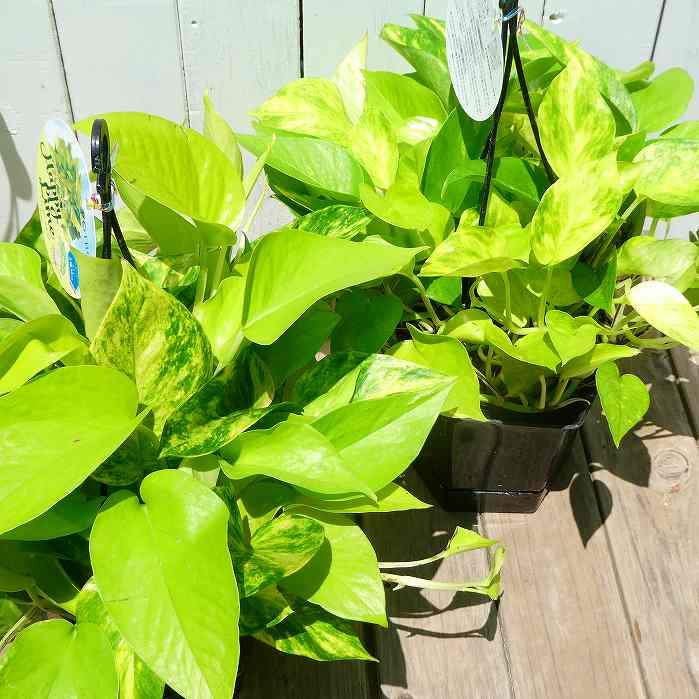 ポトス ハッピーライム 2種寄せ植え 5号吊り鉢 斑入り 観葉植物 枝垂れ