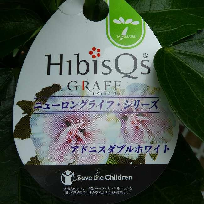 ハイビスカス NEWロングライフ アドニスダブルホワイト 5号 白花