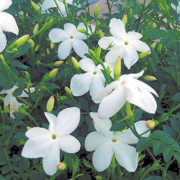 ジャスミン 苗 ホワイトプリンセス 3号ポット 白花 香りの花 秋まで