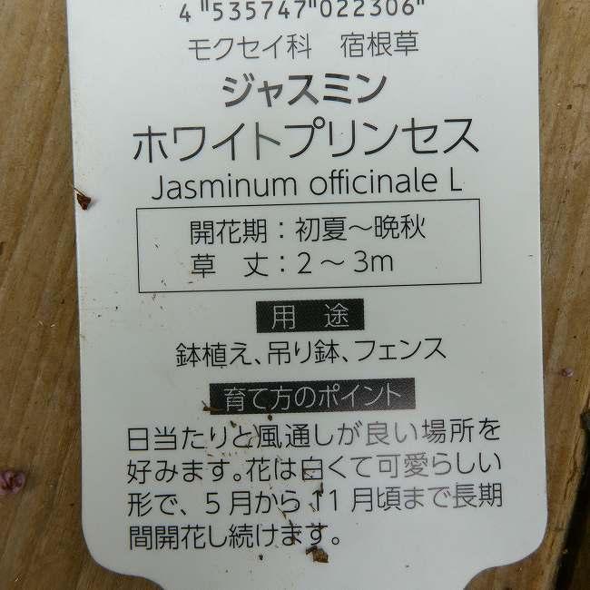 ジャスミン 苗 ホワイトプリンセス 3号ポット 白花 香りの花 秋まで