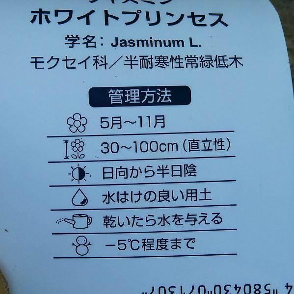 ジャスミン 苗 ホワイトプリンセス 3号ポット 白花 香りの花 秋まで