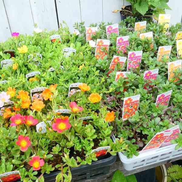 ポーチュラカ 苗 1ポット 花色お任せ 3 5号 花苗 花すべりひゆ 夏の花 花壇苗 カラフル お花処 昌山園 通販 Yahoo ショッピング