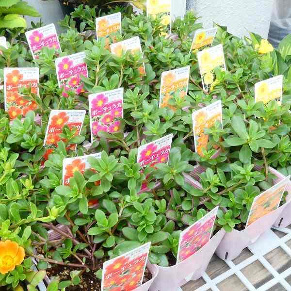 ポーチュラカ 苗 1ポット 花色お任せ 3 5号 花苗 花すべりひゆ 夏の花 花壇苗 カラフル お花処 昌山園 通販 Yahoo ショッピング