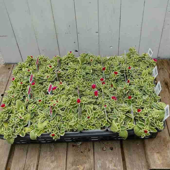 ベビーサンローズ 苗 3号 斑入り アプテニア 多肉植物 赤花