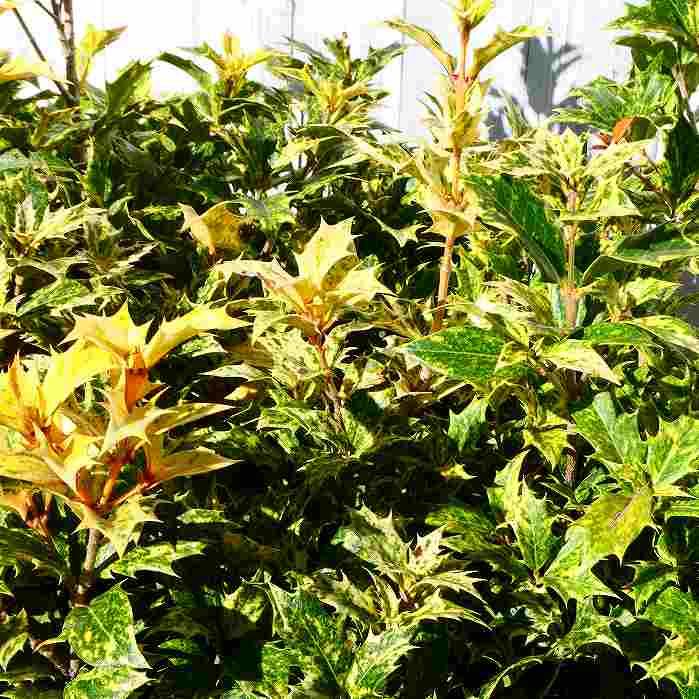 ヒイラギナンテン 5号鉢 柊南天 常緑低木 グランドカバー 植え込み 11 19 お花処 昌山園 通販 Yahoo ショッピング