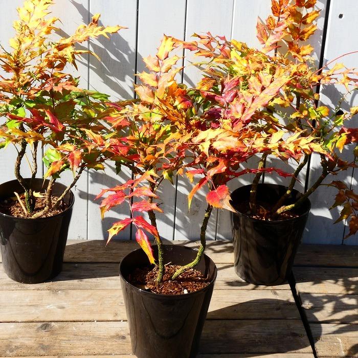 ヒイラギナンテン 5号鉢 柊南天 常緑低木 グランドカバー 植え込み 11 19 お花処 昌山園 通販 Yahoo ショッピング