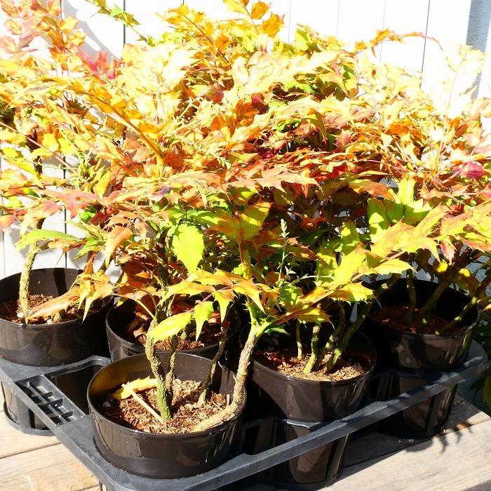 ヒイラギナンテン 5号鉢 柊南天 常緑低木 グランドカバー 植え込み 11 19 お花処 昌山園 通販 Yahoo ショッピング