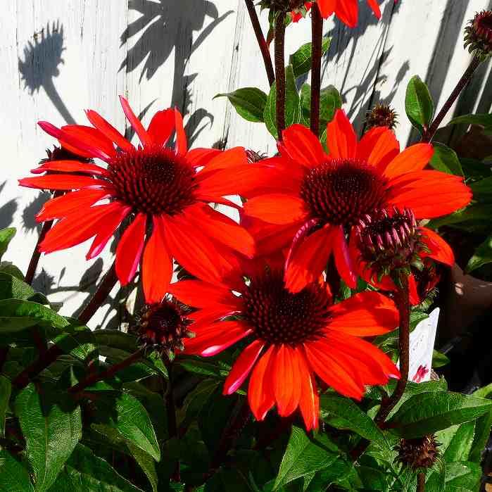 エキナセア 苗 花色お任せ 4号 宿根草 ムラサキバレンギク 2721 お花処 昌山園 通販 Yahoo ショッピング