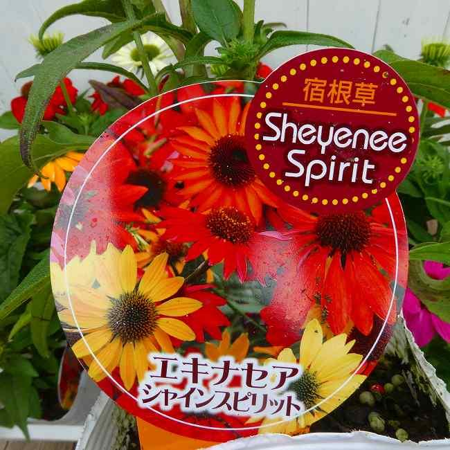 エキナセア 苗 シャインスピリット 花色お任せ 3.5号 バレンギク
