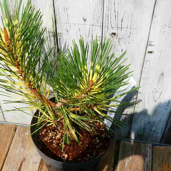 黒松 蛇の目黒松 斑入り 樹高30cm 松の木 6号鉢 庭木 植木 現品 お正月