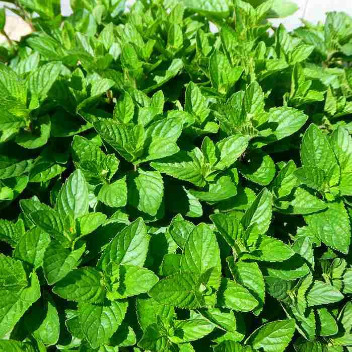 独創的 ミント モヒートミント 3 5号ポット ハーブ苗 イエルバブエナ 2526