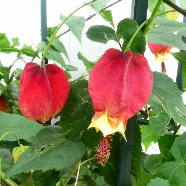 アブチロン チロリアンランプ 5号鉢 鉢植え 2517 お花処 昌山園 通販 Yahoo ショッピング