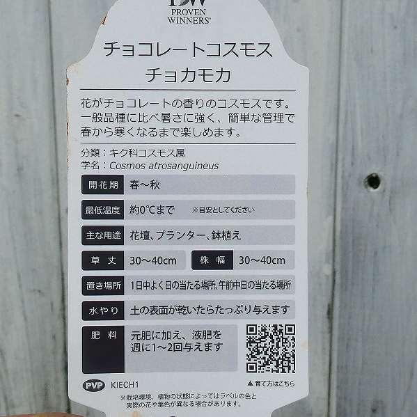 チョコレートコスモス 苗 チョコモカ 3.5号ポット 花苗 花壇苗 250909