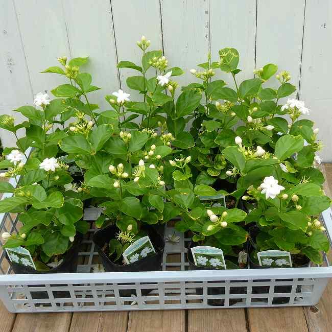 ジャスミン 苗 マツリカ 3.5号 香りの花 白花 アラビアジャスミン