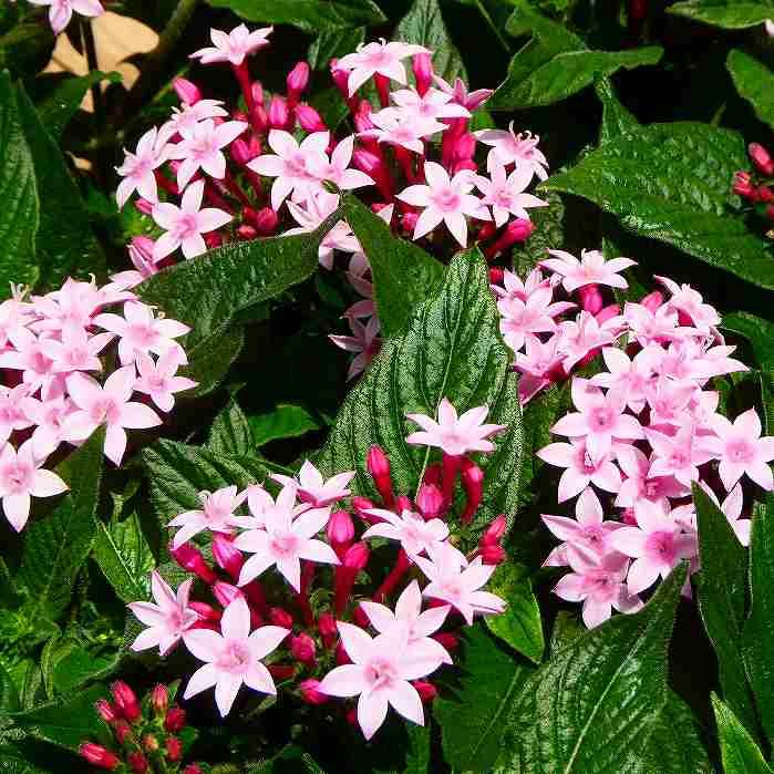 ペンタス アップルブロッサム カレイドスコープ 3 5号 夏の花 花壇苗 ピンク 2602 お花処 昌山園 通販 Yahoo ショッピング